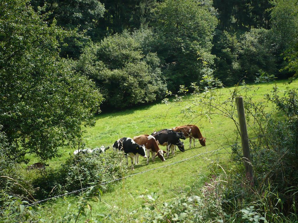 Ferienwohnungen Meindl Idar-Oberstein Rom bilde